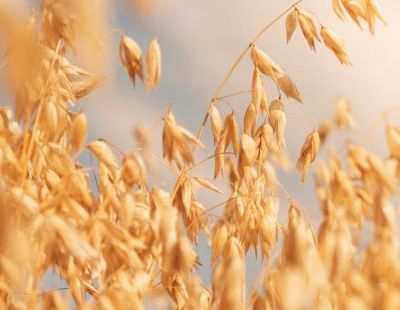 vilja_1500-1-of-1-776x310