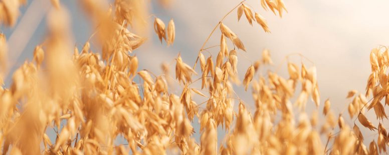 nordic-chef-competition-2026